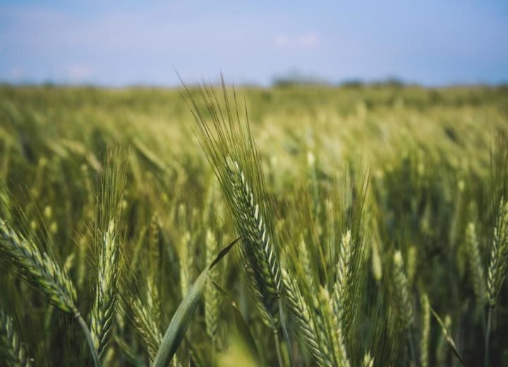 Blog Harvest