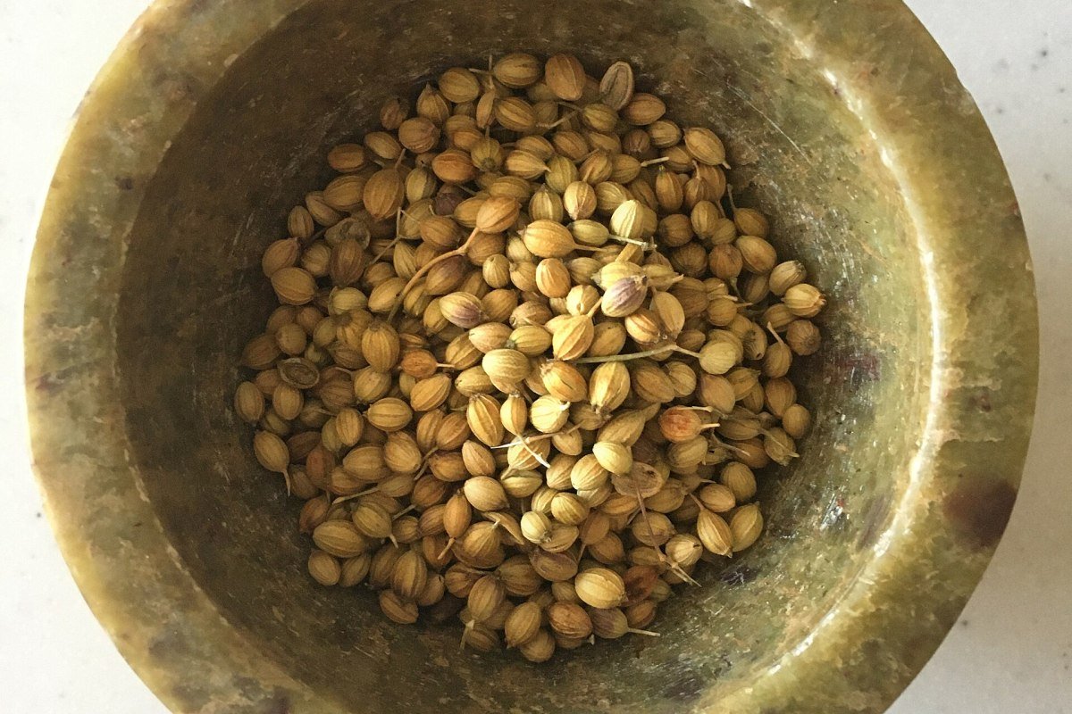 Coriander