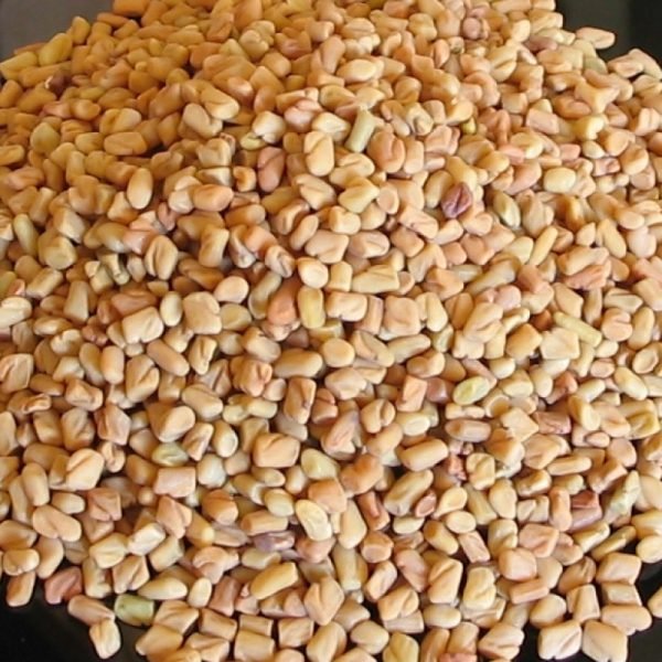 Fenugreek