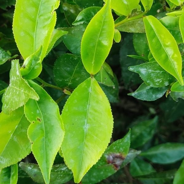 Green Tea