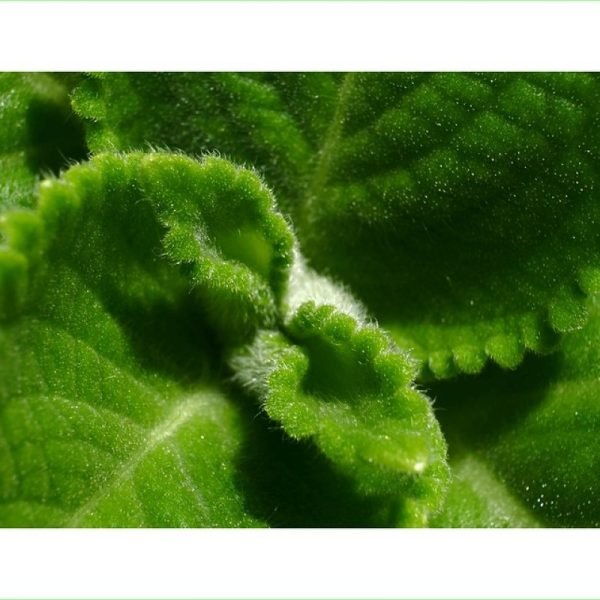 Mint Leaves