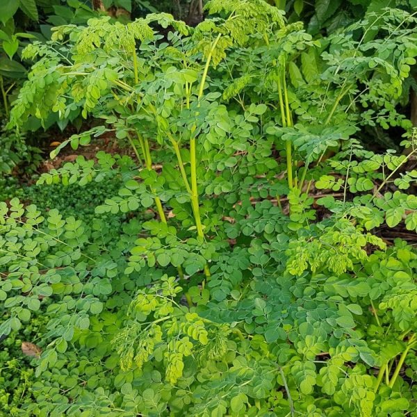 Moringa