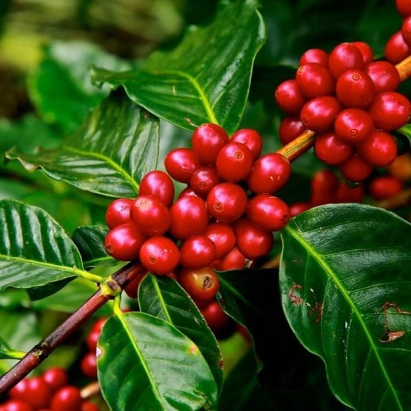 Robusta Coffee